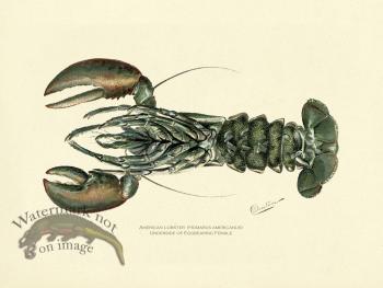 Lobster - Female